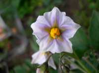 purple majesty potato flowers